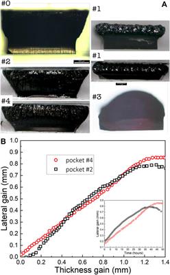 Diamond growth dynamics in a constrained system